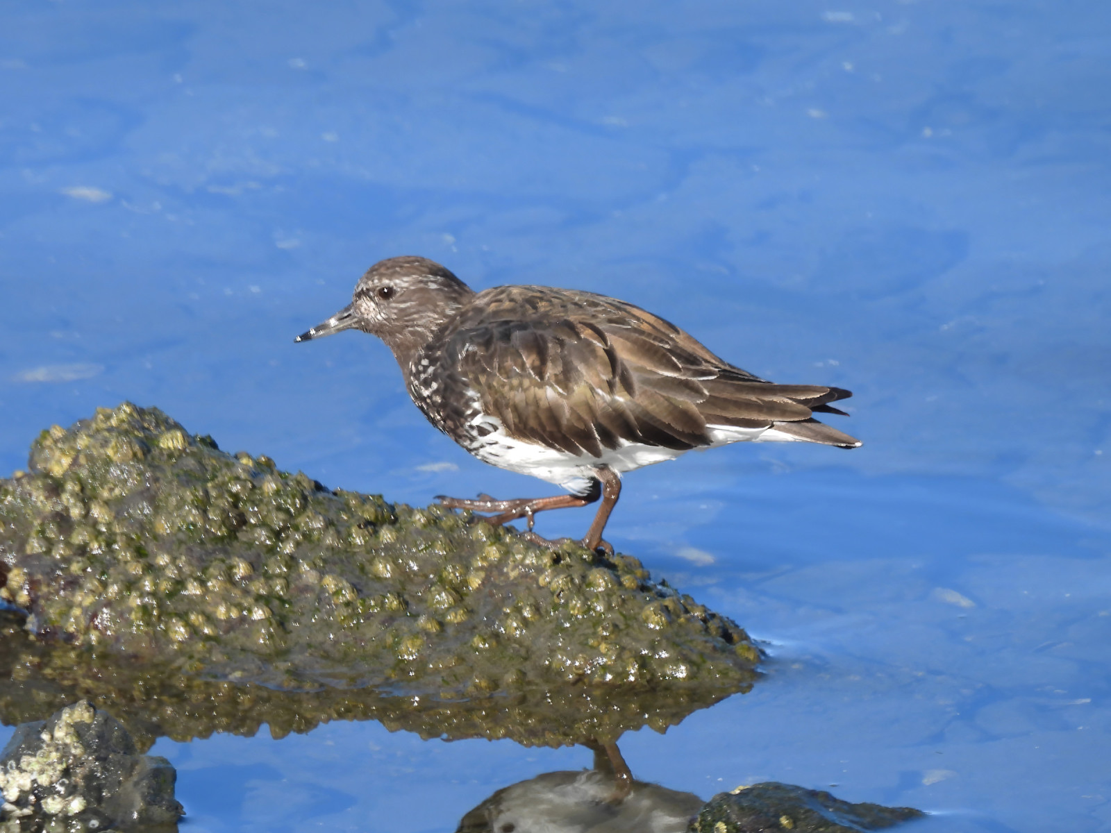 image Black Turnstone